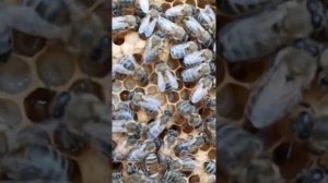 Самая любимая порода пчел. КАРНИКА линия ПЕШЕЦ.