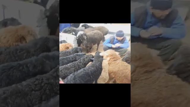 #Navoi #mol #bozor 03.04.2021