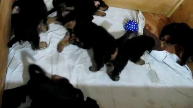 щенки эрдельтерьера EST ETIAM 