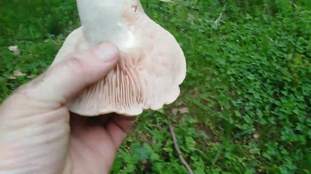 PEČURKE ŠLJIVOVAČE, Kroz šljivike i livade do trpeze. смотреть онлайн