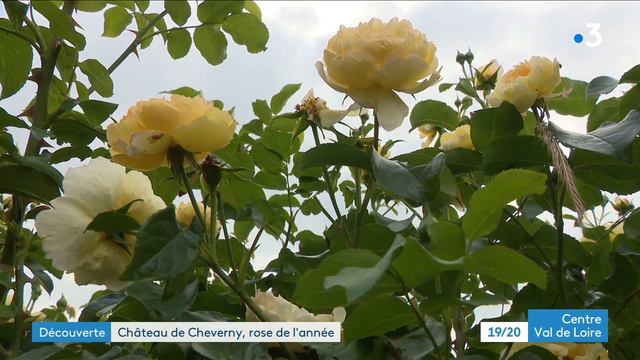 Découverte : Au Château De Cheverny, Sa Rose Vient D'être Sacrée Rose De L'année En Angleterre