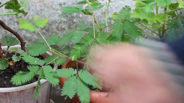 Мимоза стыдливая / Mimosa pudica смотреть онлайн