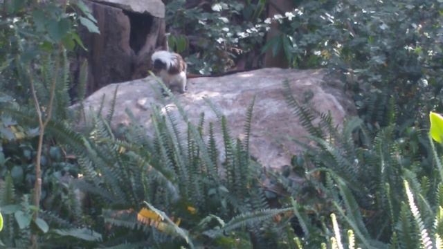 Семья Хамиас Сафари Раман-Ган Тель-Авив смотреть онлайн