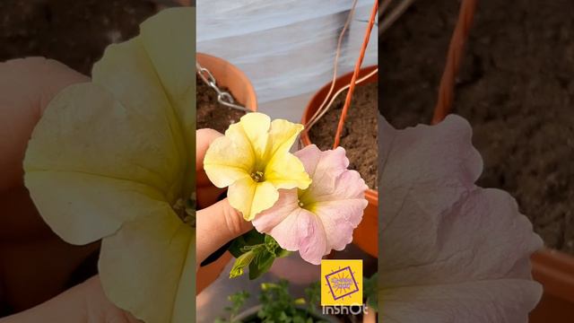 петуния Даймонд Саншэйдс (Diamond Sun Shades) смотреть онлайн