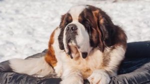 Собака Сенбернар плюсы и минусы породы | Собаководство | Порода Сенбернар