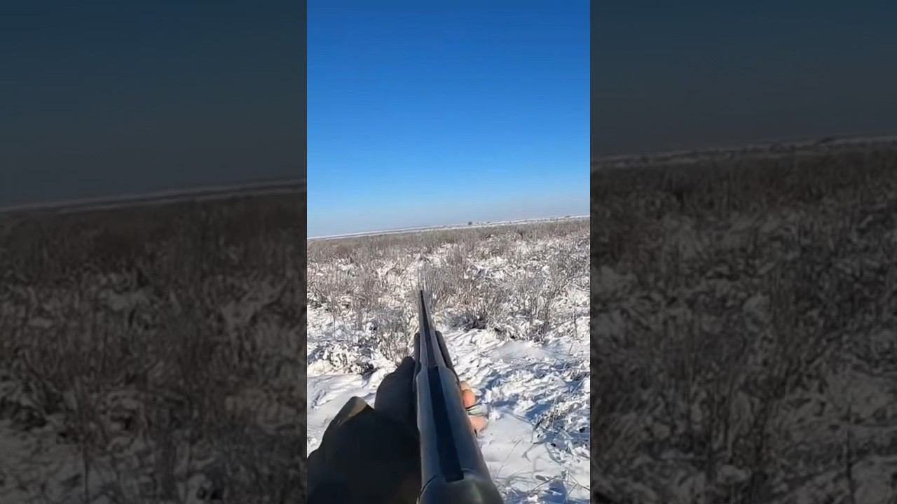 Фартовый заяц, получил по ушам и скрылся в полях. Крупным планом #охота #охотаназайца смотреть онлайн