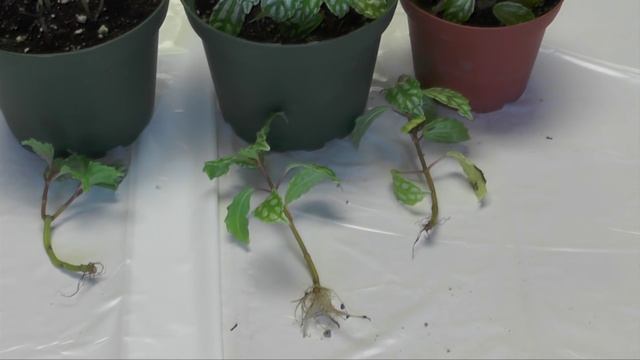 Silver Pilea / Aluminum Plant Care Tips смотреть онлайн