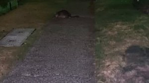 Свалился на мою голову ! Элла Австралия