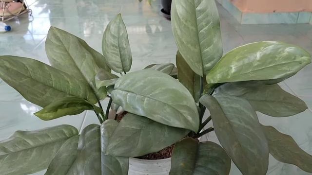 TANAMAN HIAS BUNGA DIEFFENBACHIA SILVER METALIK - GAMPANG DIPERBANYAK KEBAL TERHADAP PENYAKIT смотреть онлайн