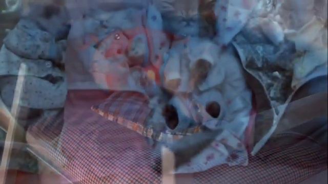 животные милое создание зоопарк веселье прикол 80 смотреть онлайн