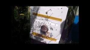 особенности деления роевой семьи пчел на пол лета