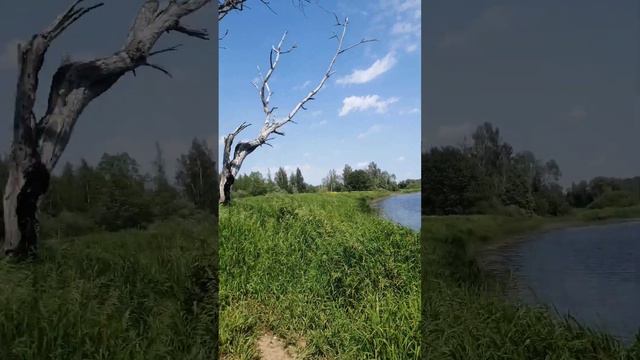 Выживший! Заблудился на р.Оредеж😱 #рыбалка в Ленинградской области смотреть онлайн
