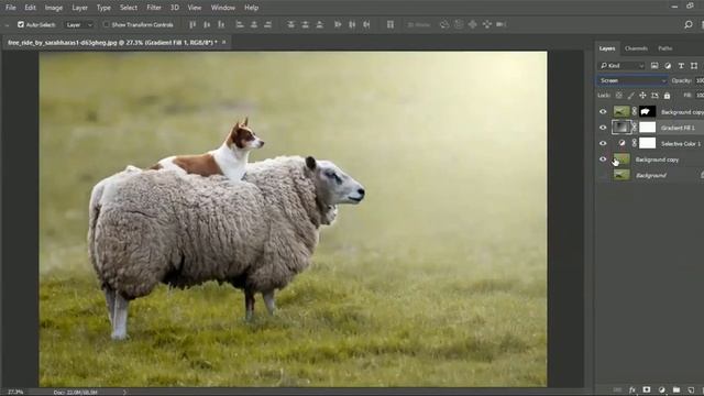 Turn Normal Photography into Professional One | Wildlife Photography | Photoshop CC Tutorial смотреть онлайн