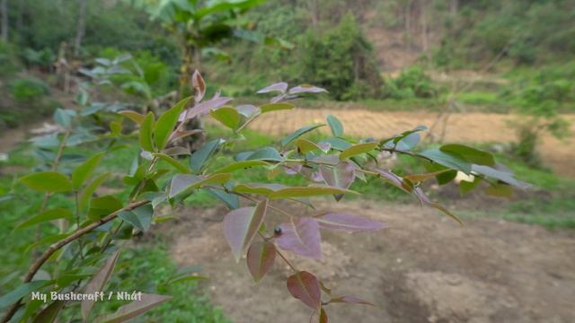 Building Farm: Renovate the old house, New corrugated iron roof - My Bushcraft / Nhất смотреть онлайн