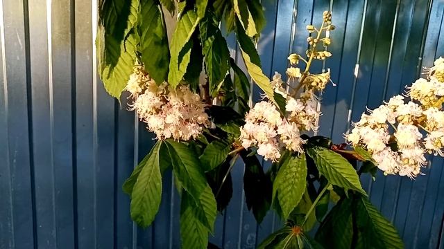 Цветы каштана. Лечим сосуды, гипертонию, онкологию. смотреть онлайн