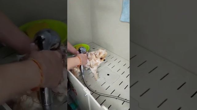 Как помыть шпица смотреть онлайн