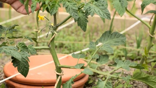 How Do You PRUNE TOMATO PLANTS: Removing Leaves And Suckers From Tomato Plants THE RIGHT WAY! смотреть онлайн