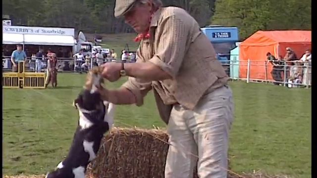 Jack Russell Terrier Racing смотреть онлайн