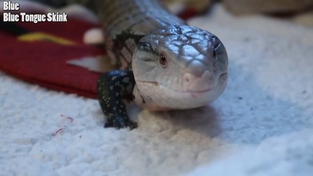 CHRISTMAS PRESENTS FOR ALL MY PETS | EMZOTIC смотреть онлайн