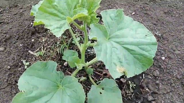 Работа кипит или трудовое лето 2021 г на пасеке смотреть онлайн