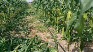 Как правильно нужно пасынковать кукурузу