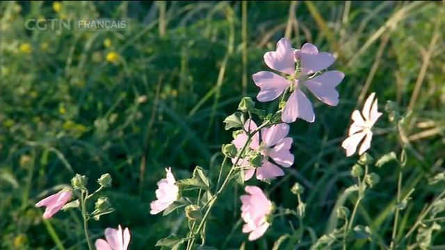 Ceinture économique de la Route de la Soie Episode 8 смотреть онлайн