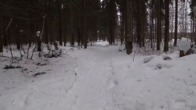 Самоед передержка или семья Потеряшка GPS трекер zx303 и TKStar-911 (tk909) смотреть онлайн