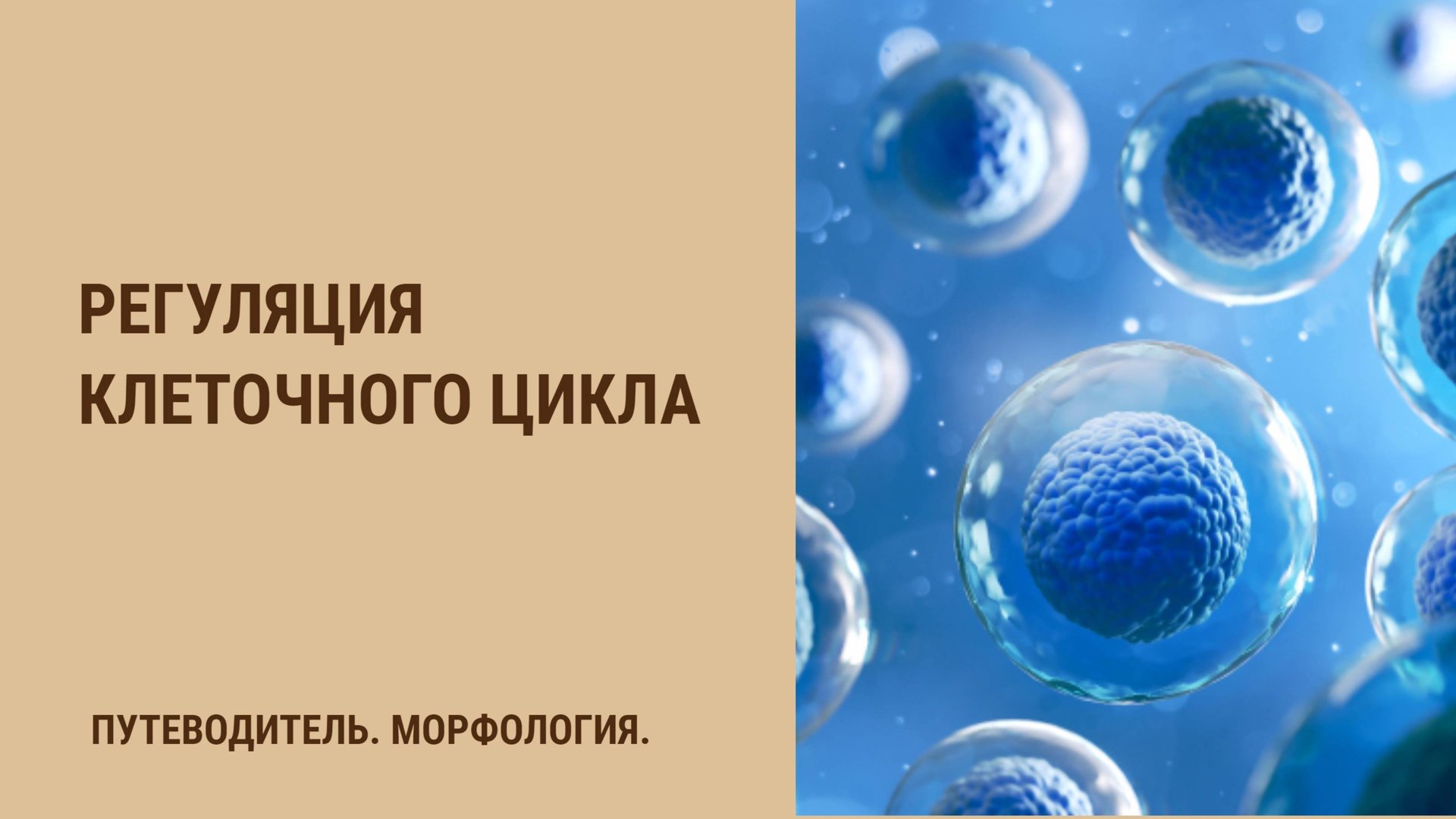 Регуляция клеточного цикла смотреть онлайн