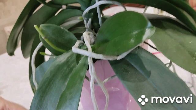 50 бутонов орхидея скинула☹️ Невероятный блеск листьев смотреть онлайн