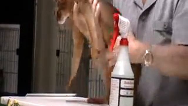 Abyssinian Judging смотреть онлайн