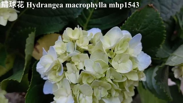 繡球花 Hydrangea macrophylla, mhp1543, Jul 2021 смотреть онлайн