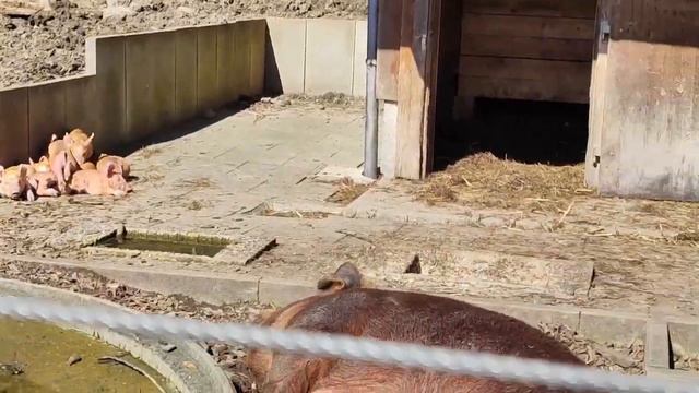 АВСТРИЯ/БЕСПЛАТНЫЙ зоопарк на границе с Германией/Шум воды/ Апрель 2023 смотреть онлайн