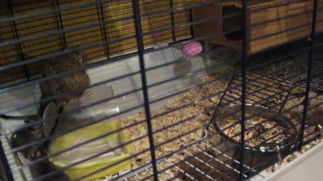 гомо-дегу смотреть онлайн