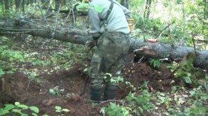 Охота на барсука с таксами