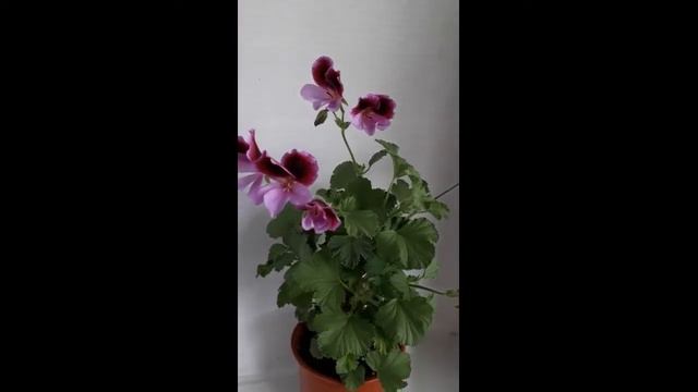 Пеларгония королевская Elegance Jeanette смотреть онлайн