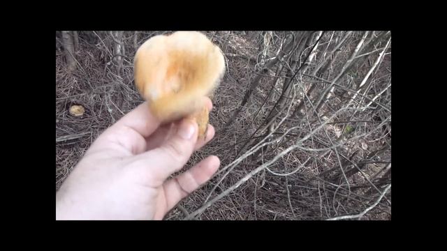 Diferencia Lactarius deliciosus y Lactarius sanguifluus (tipos de níscalos) foromicologico.es смотреть онлайн