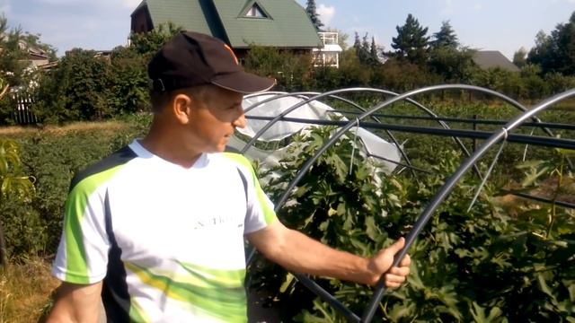 Выращивание инжира в яме. смотреть онлайн