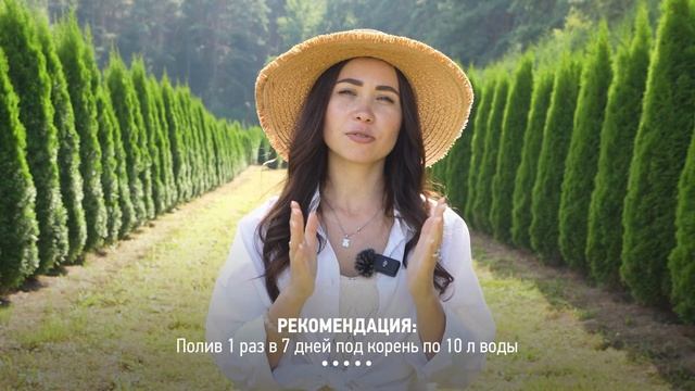 7 неочевидных причин ПОЖЕЛТЕНИЯ ТУИ, о которых не все знают