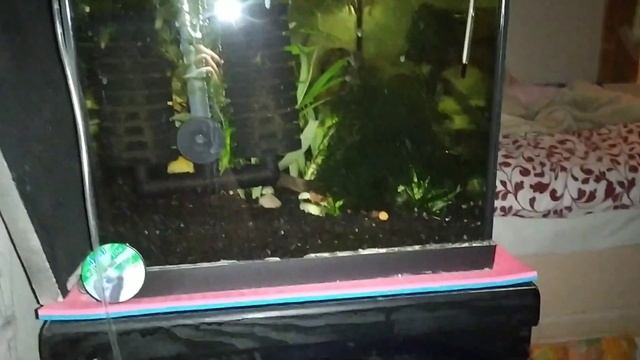 Карликовый кубинский рак в аквариуме. Питомцы коллеги. смотреть онлайн