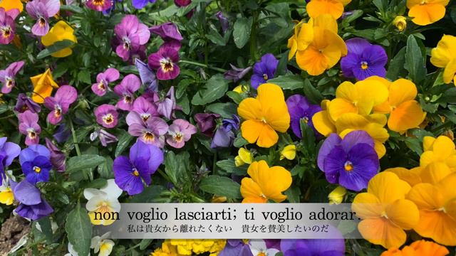 Lasciar d'amarti　あなたへの愛を捨てることは　F.Gasparini　Tenor Yoshinori IHARA 　Pf. Takako OGURI смотреть онлайн