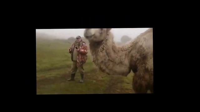 Смешные животные Забавные животные Приколы с верблюдами Братья наши меньшие Милые животные смотреть онлайн