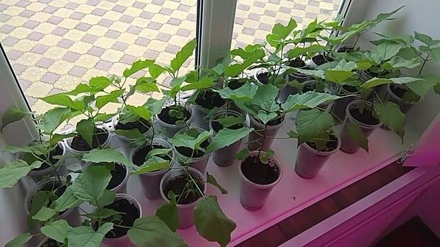 Приросты Катальпы, Павловнии, Инжира и Платана/Increments of Catalpa, Paulownia, Figs and Plane смотреть онлайн