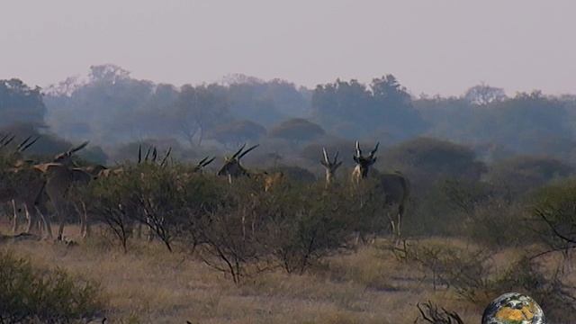 Мир Приключений [Архив] - Национальный парк Мапунгубве. Дикие животные. ЮАР. смотреть онлайн