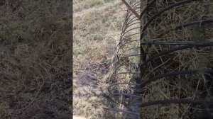 Грабли для мотоблока своими руками