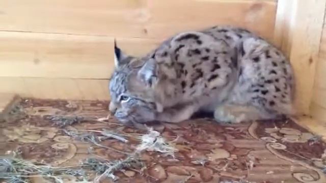рысь смотреть онлайн