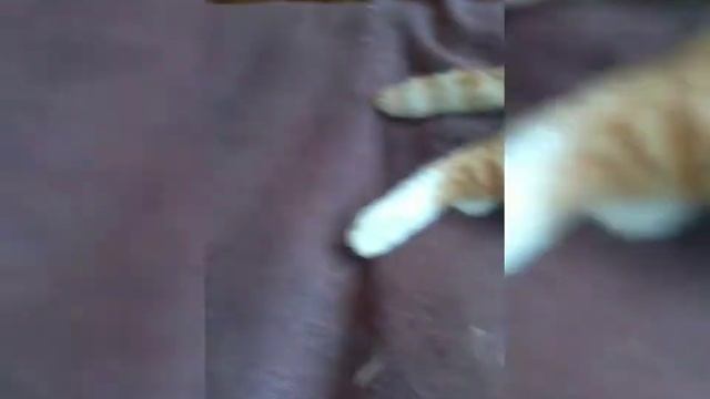 Блохи у кошки,как определить есть ли? Гребешок для вычесывания с Aliexpress за 25 рублей, обзор смотреть онлайн