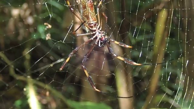 Nephila clavipes Golden Orb Weaver Trinidad, a short close look смотреть онлайн