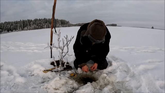 Налимы вышли на охоту Проверка самоловок Рыбалка смотреть онлайн