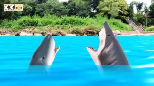 Catching animals in streamsㅣsea animals cartoon for kidsㅣCoCosToy