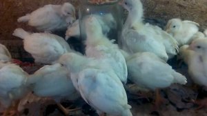 ЛЕГОРН. САМАЯ ЯЙЦЕНОСКАЯ ПОРОДА КУР! СУПЕР КУРЫ!! ОНИ ДОЛЖНЫ БЫТЬ НА ВАШЕМ ПОДВОРЬЕ2 березня 2020 р